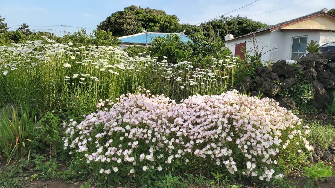 Blue Island Guesthouse Seogwipo Bagian luar foto